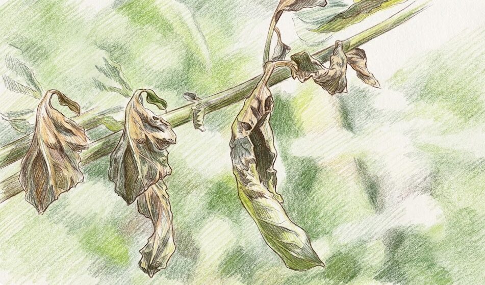 トマトトーンのかけすぎによる症状と原因