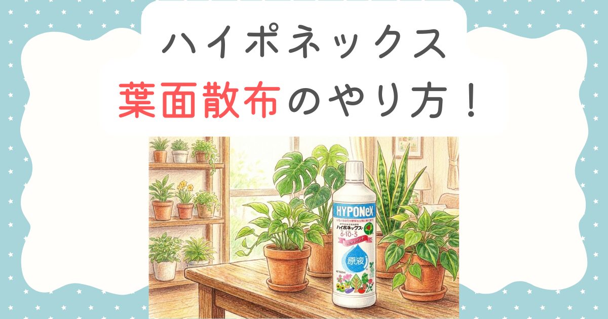 ハイポネックス葉面散布のやり方！希釈倍率と効果的な頻度