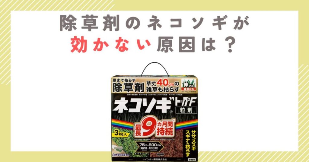 除草剤のネコソギが効かない原因は？雨や日数と正しい使い方