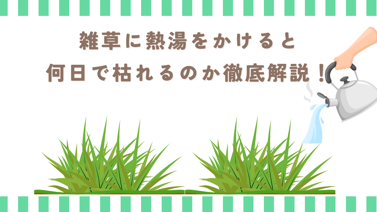 雑草に熱湯をかけると何日で枯れるのか徹底解説！