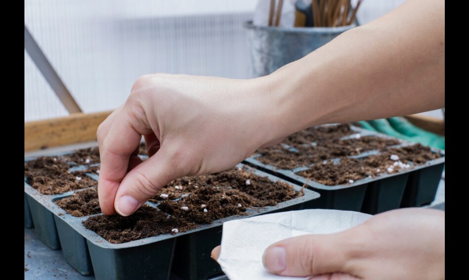 雑草の堆肥化が持つデメリットの克服法