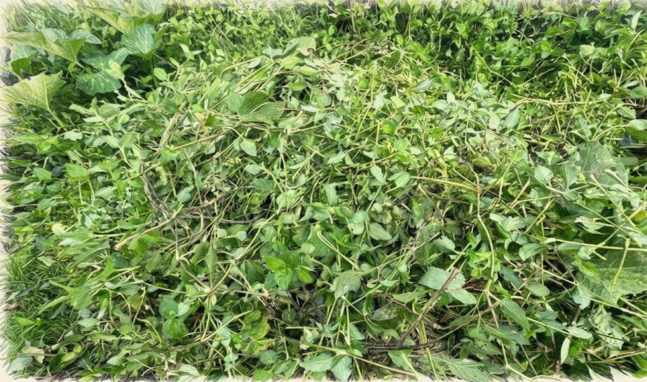 雑草の堆肥化におけるカルスの効果