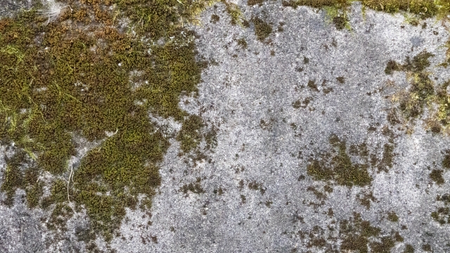 コンクリートの苔の原因と劣化