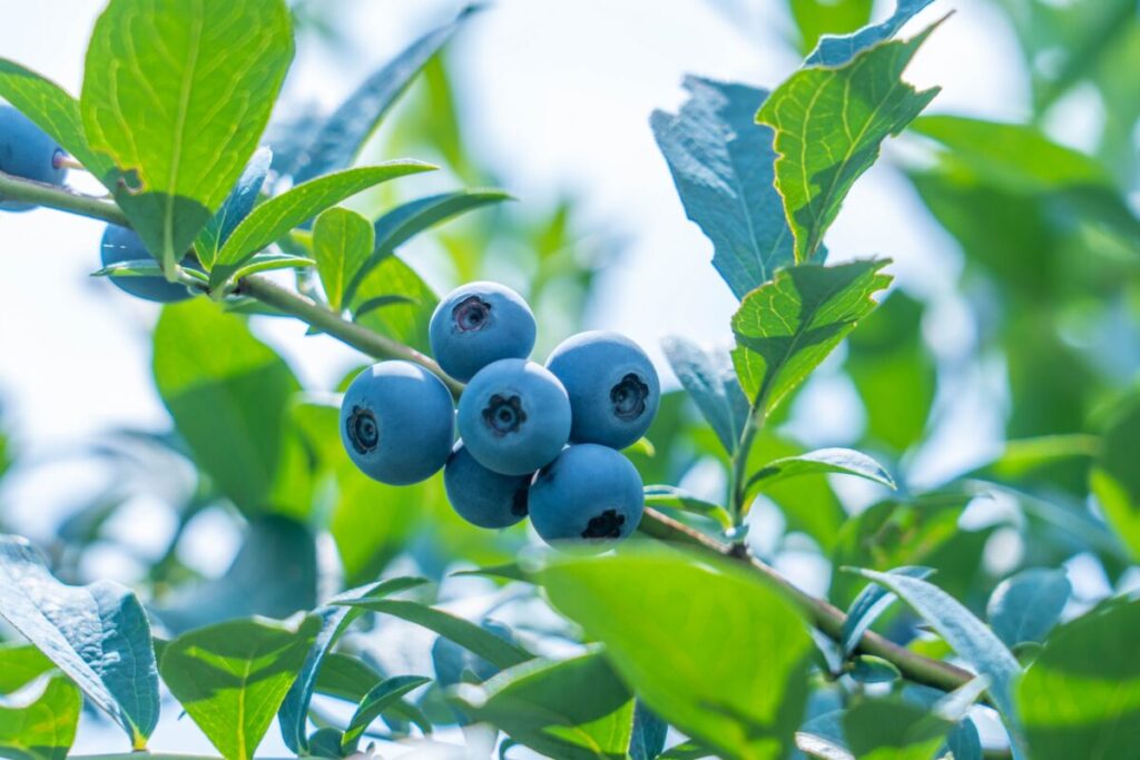ブルーベリー:シンボルツリーにおすすめの品種