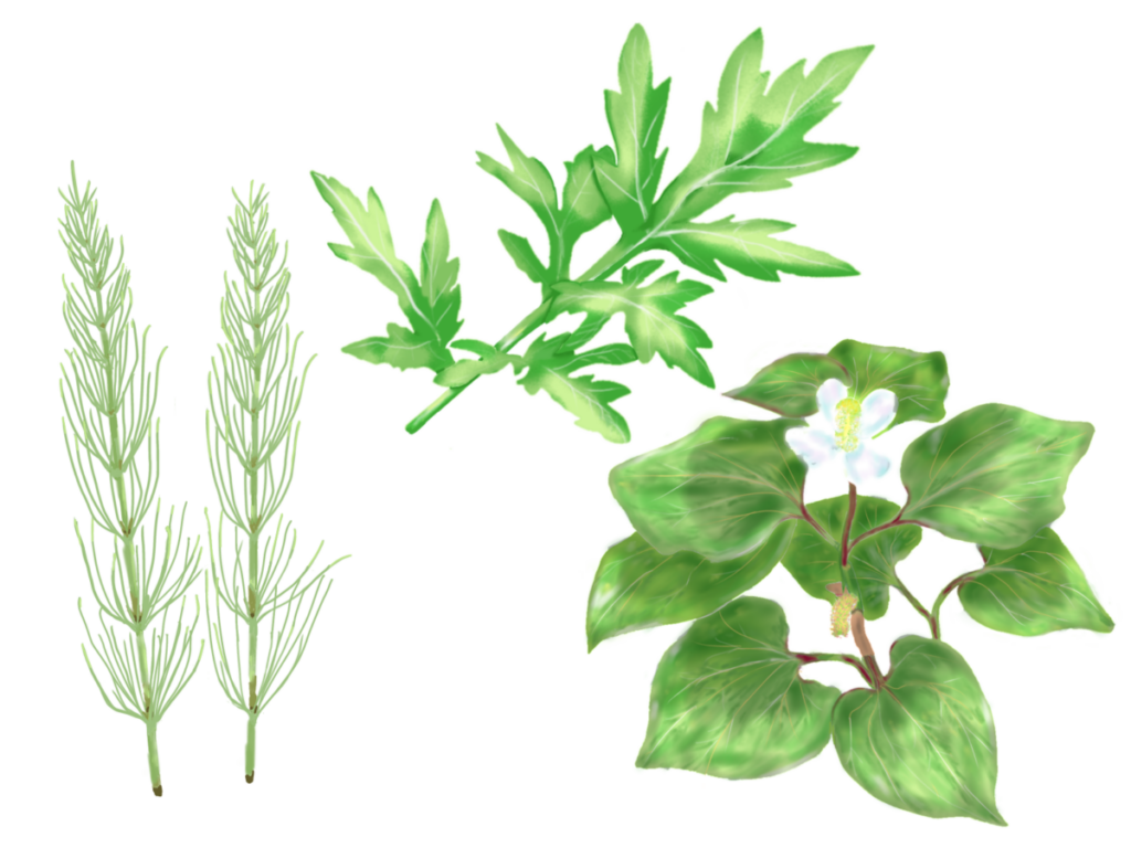 脅威となるスギナやドクダミの生態を解説