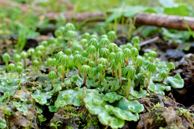 庭の苔：厄介なゼニゴケを徹底的に枯らす術