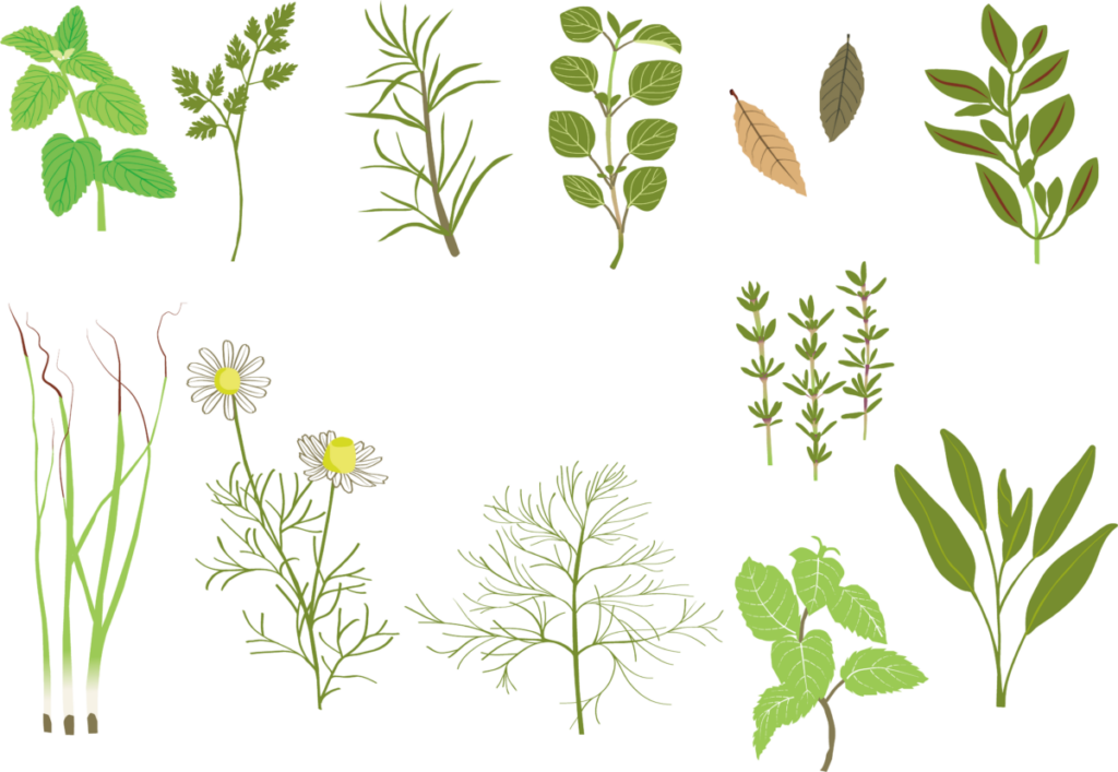 蚊除け効果が最強のハーブの種類