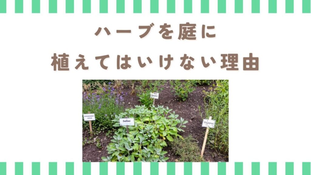 ハーブを庭に植えてはいけない理由