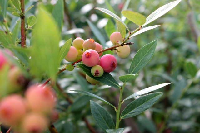 ブルーベリー:ピンクの実が映える希少な品種