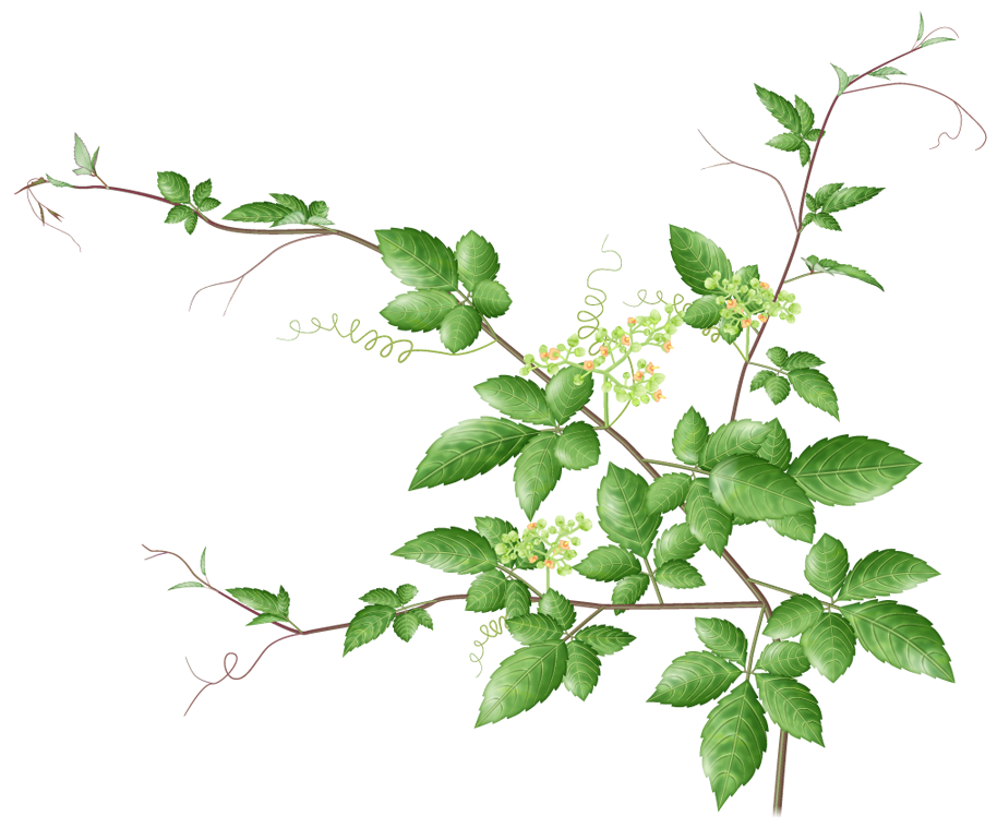 ヤブガラシの根の深さと厄介な二重構造