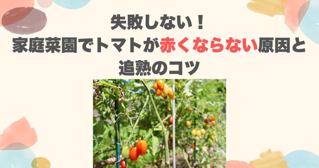 失敗しない！家庭菜園でトマトが赤くならない原因と追熟のコツ