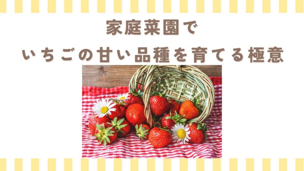 家庭菜園でいちごの甘い品種を育てる極意