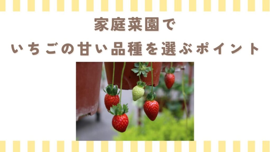家庭菜園でいちごの甘い品種を選ぶポイント