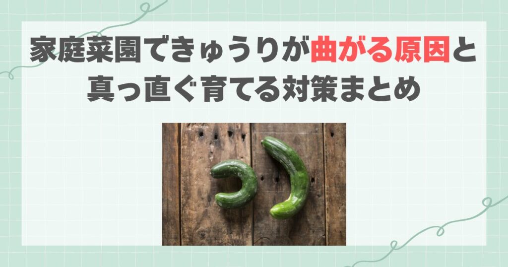 家庭菜園できゅうりが曲がる原因と真っ直ぐ育てる対策まとめ