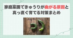 家庭菜園できゅうりが曲がる原因と真っ直ぐ育てる対策まとめ
