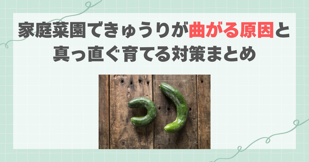 家庭菜園できゅうりが曲がる原因と真っ直ぐ育てる対策まとめ