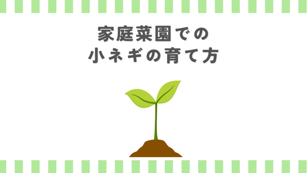 家庭菜園での小ネギの育て方