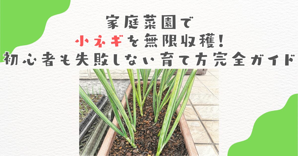 家庭菜園で小ネギを無限収穫！初心者も失敗しない育て方完全ガイド