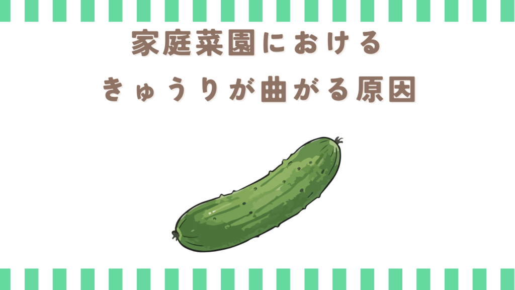 家庭菜園におけるきゅうりが曲がる原因