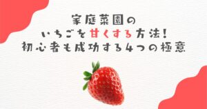 家庭菜園のいちごを甘くする方法！初心者も成功する４つの極意