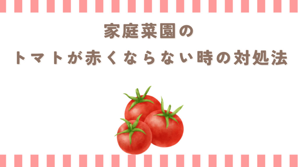 家庭菜園のトマトが赤くならない時の対処法