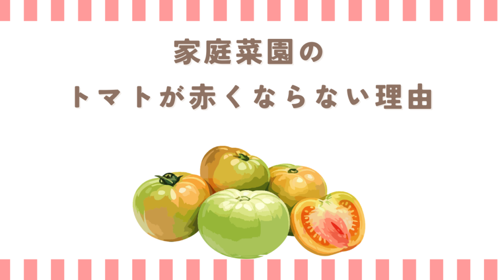 家庭菜園のトマトが赤くならない理由