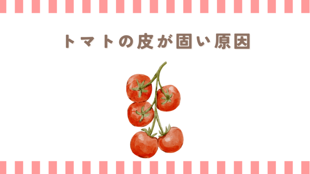 家庭菜園のトマトの皮が固い原因
