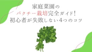 家庭菜園のパクチー栽培完全ガイド！初心者が失敗しない４つのコツ