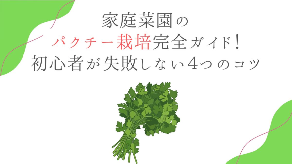 家庭菜園のパクチー栽培完全ガイド！初心者が失敗しない４つのコツ