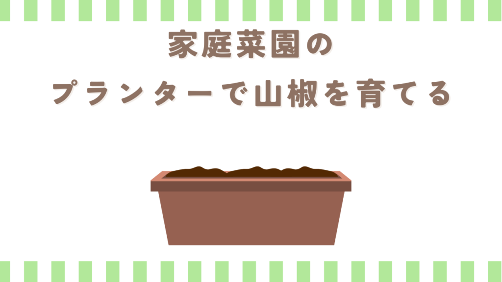 家庭菜園のプランターで山椒を育てる