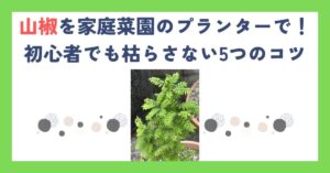 山椒を家庭菜園のプランターで！初心者でも枯らさない5つのコツ