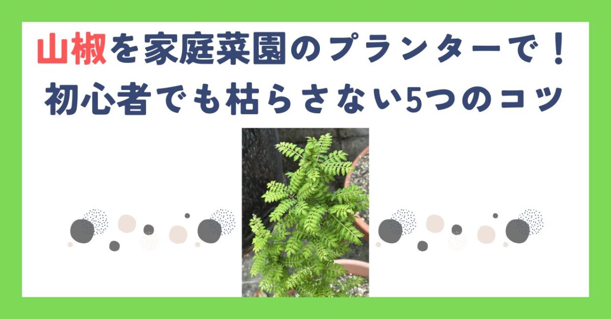 山椒を家庭菜園のプランターで！初心者でも枯らさない5つのコツ