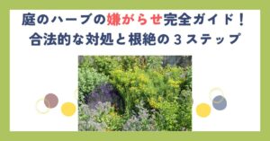 庭のハーブの嫌がらせ完全ガイド！合法的な対処と根絶の３ステップ