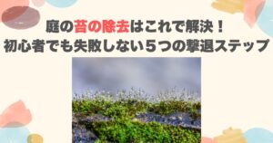 庭の苔の除去はこれで解決！初心者でも失敗しない５つの撃退ステップ