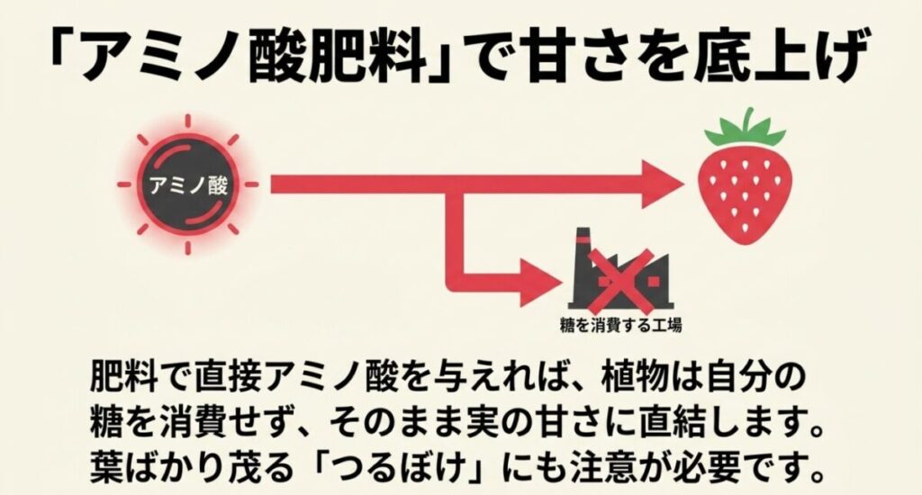 肥料で直接アミノ酸を与えることで、植物が自身の糖を消費せずにそのまま実の甘さに直結する仕組み