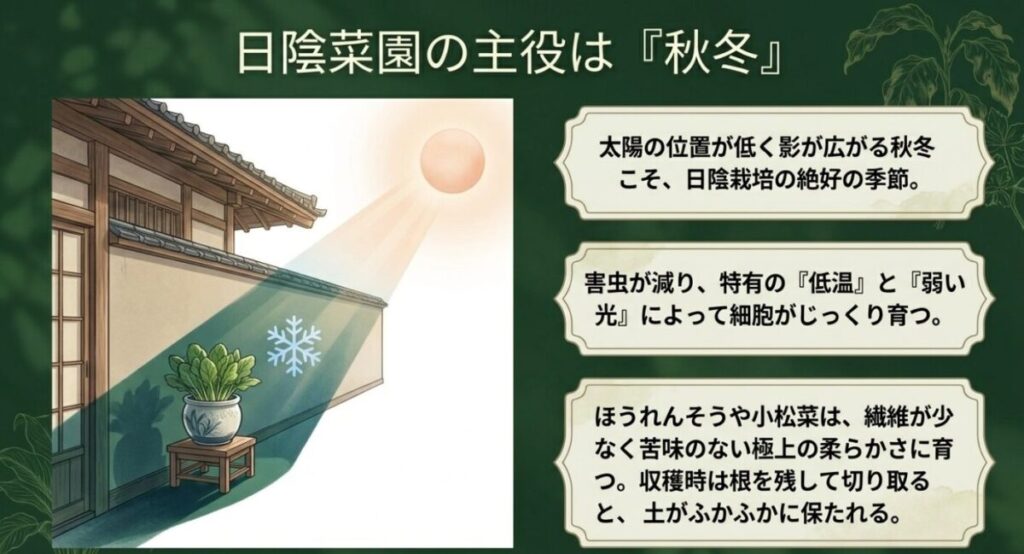 日陰家庭菜園：太陽の位置が低くなり、日本家屋の塀の影が長く伸びている環境下で、鉢植えのホウレンソウが育っているイラスト。