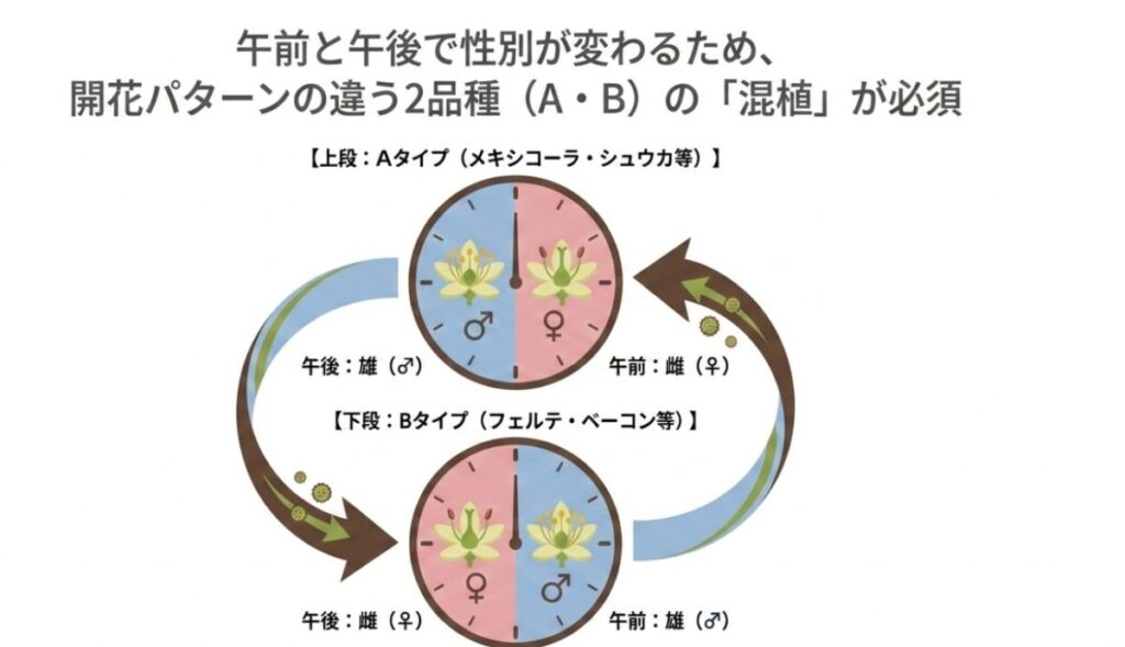 午前と午後で性別（雌花・雄花）が入れ替わるアボカドの雌雄異熟性を時計で表した図。受粉を成功させるためにAタイプとBタイプを混植する仕組みの解説。
