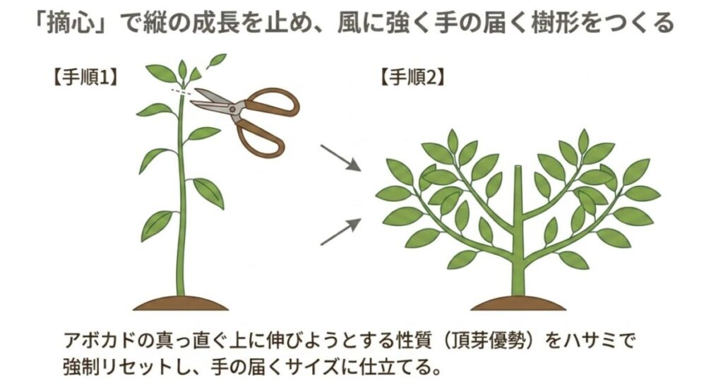 ハサミでアボカドの主幹の成長点を切り落とすイラスト。頂芽優勢をリセットし、手の届くコンパクトなサイズで横に枝を広げさせるための摘心作業の図解。