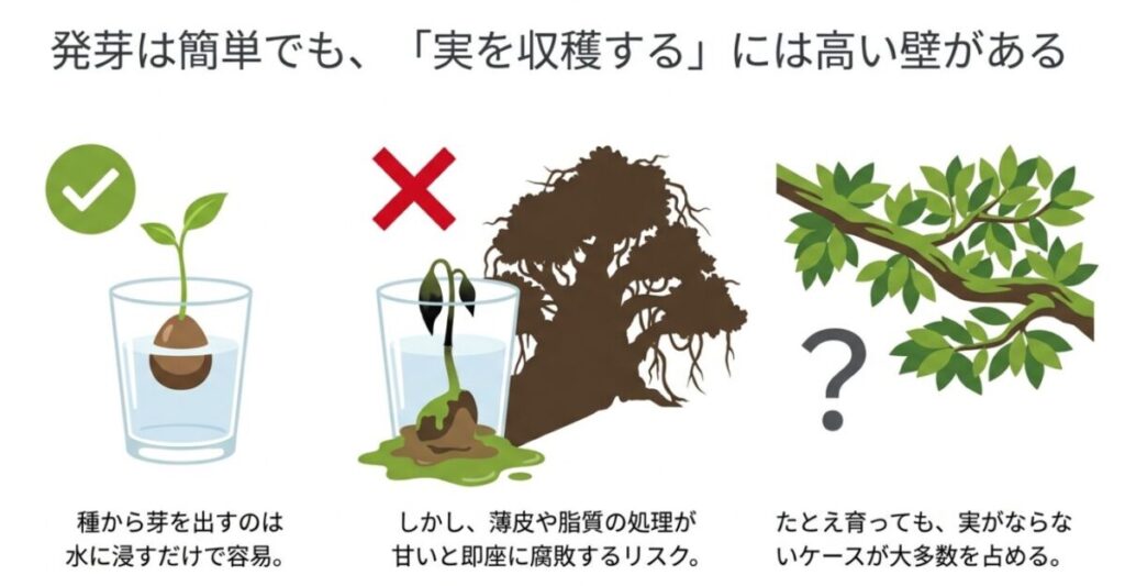 水に浸したアボカドの種から発芽する様子（成功）と、薄皮や脂質の未処理による腐敗（失敗）、そして実がならないケースが多い現実を説明するイラスト。