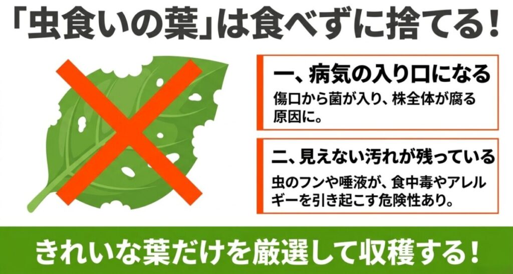 バジルにつく虫：虫食いの葉は病気の入り口や食中毒などの原因となる見えない汚れが残っているため、食べずに捨てることを推奨する図です。