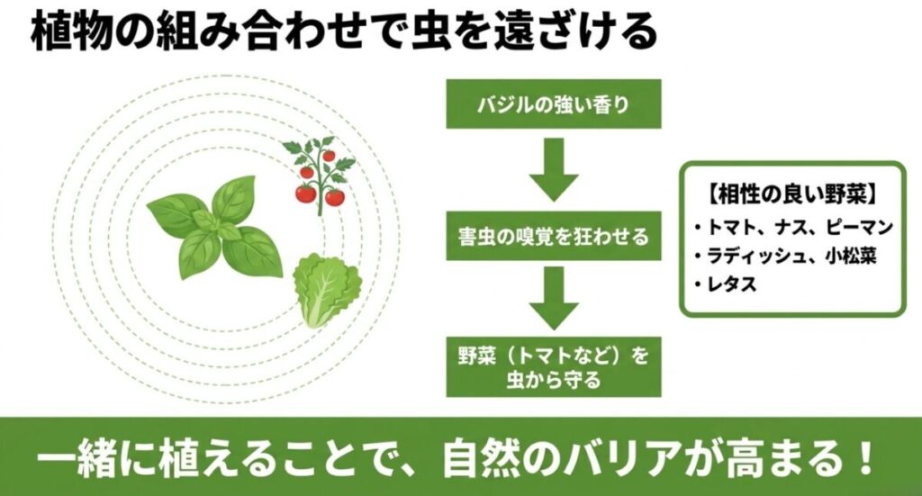 バジルにつく虫：バジルと一緒にトマトやレタスなどの相性の良い野菜を植えることで、香りの効果により自然のバリアが高まる仕組みの図です。