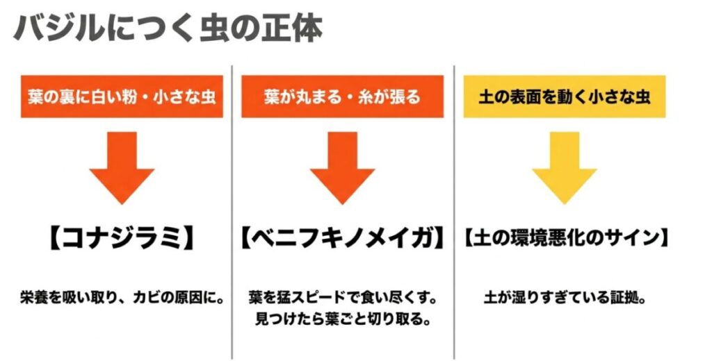 コナジラミやベニフキノメイガといったバジルにつく虫の正体と、土の環境悪化のサインについての解説図です。