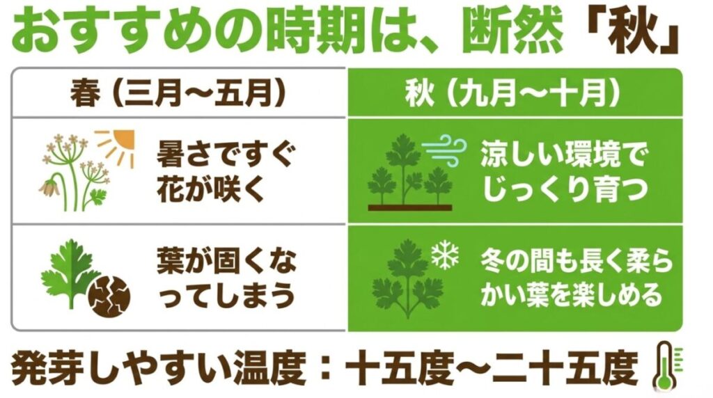 家庭菜園のパクチー栽培：おすすめの時期は、断然「秋」 。春は暑さですぐ花が咲くため葉が固くなってしまいますが、秋なら涼しい環境でじっくり育ち、冬の間も長く柔らかい葉を楽しめるからです 。