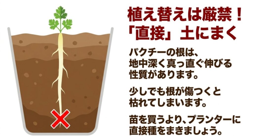 家庭菜園のパクチー栽培：植え替えは厳禁で、「直接」土にまきます 。パクチーの根は地中深く真っ直ぐ伸びる性質があり 、少しでも根が傷つくと枯れてしまうため、プランターに直接種をまきましょう 。