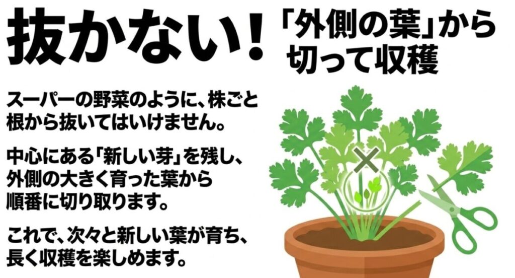 家庭菜園のパクチー栽培：抜かないで「外側の葉」から切って収穫します 。株ごと根から抜いてはいけません 。中心にある「新しい芽」を残し、外側の大きく育った葉から順番に切り取ることで次々と新しい葉が育ちます 。