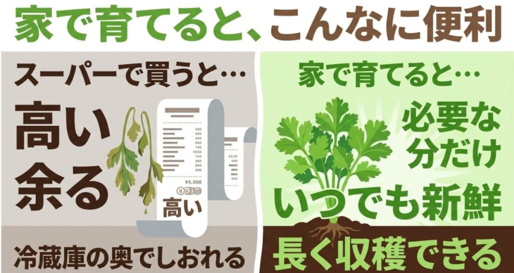家庭菜園のパクチー栽培：家で育てるとこんなに便利 。スーパーで買うと余って冷蔵庫の奥でしおれがちですが 、家で育てると必要な分だけいつでも新鮮で長く収穫できます 。