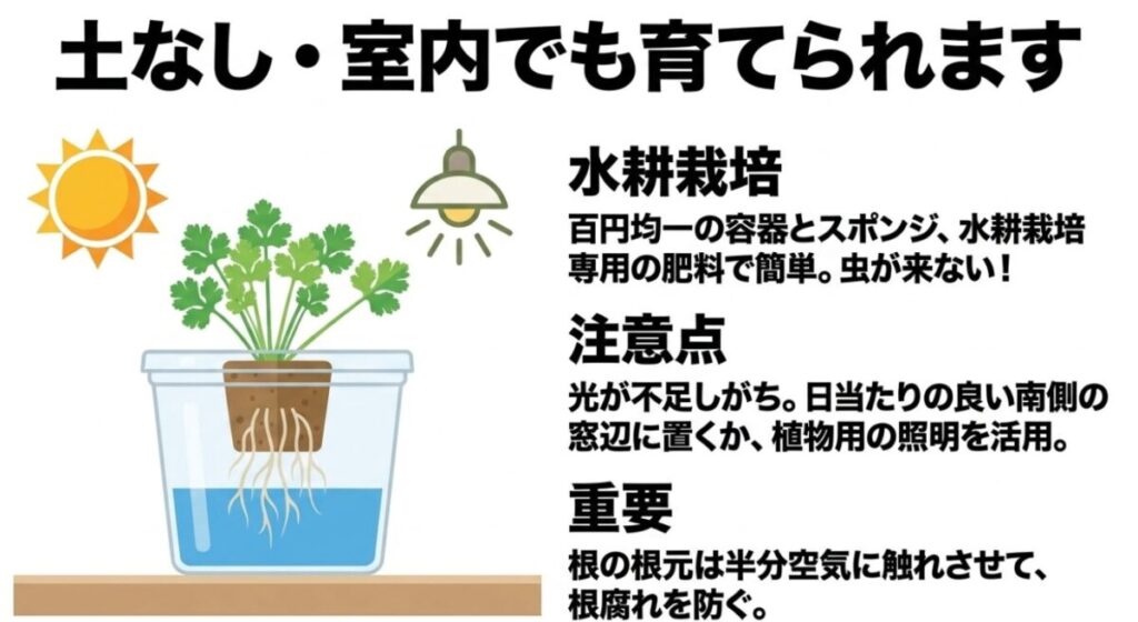 家庭菜園のパクチー栽培：土なし・室内でも育てられます 。水耕栽培は百円均一の容器とスポンジで簡単ですが 、根腐れを防ぐため根の根元は半分空気に触れさせることが重要です 。