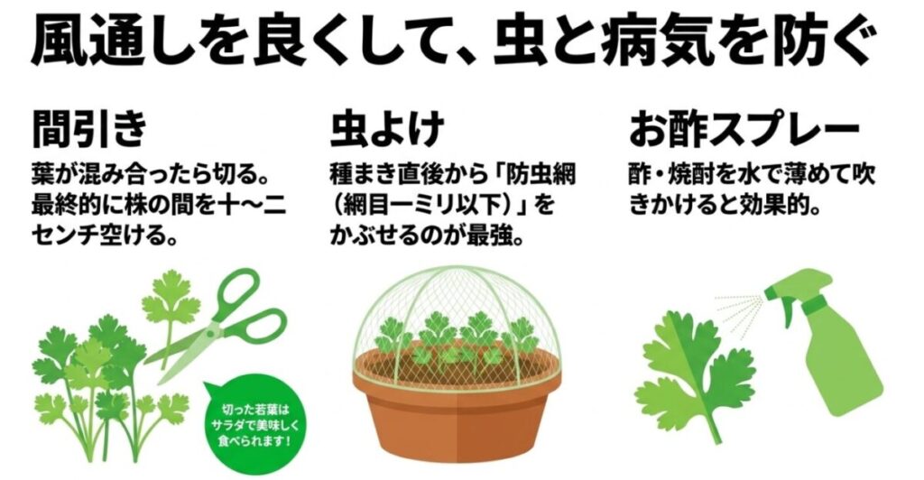 家庭菜園のパクチー栽培：風通しを良くして、虫と病気を防ぎます 。葉が混み合ったら間引きをして株の間を空け 、種まき直後から防虫網をかぶせ 、お酢スプレーを活用します 。