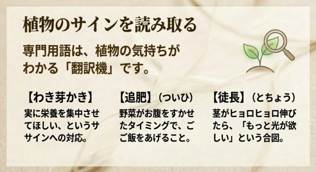 家庭菜園：植物のサインを読み取る専門用語の解説スライド。「わき芽かき（実に栄養を集中させる）」「追肥（お腹がすいたタイミングでのご飯）」「徒長（もっと光が欲しい合図）」の3つの用語が、植物の心の翻訳機として分かりやすく説明されています。