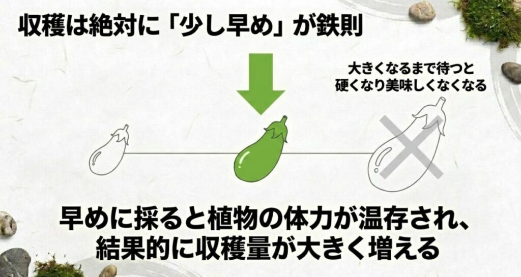 家庭菜園で節約：大きくなるまで待つと硬くなるため 、早めに採ることで植物の体力を温存し収穫量を増やす鉄則を説明した図